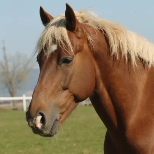 Danish Warmblood Atı ile Tanışın Eğlenceli ve Şaşırtıcı Özellikleriyle Sizi Bekliyor