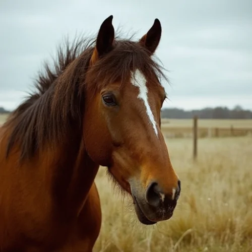 Sokolsky Horse Atı Nedir Özellikleri ile Dikkat Çeken Bir Irk